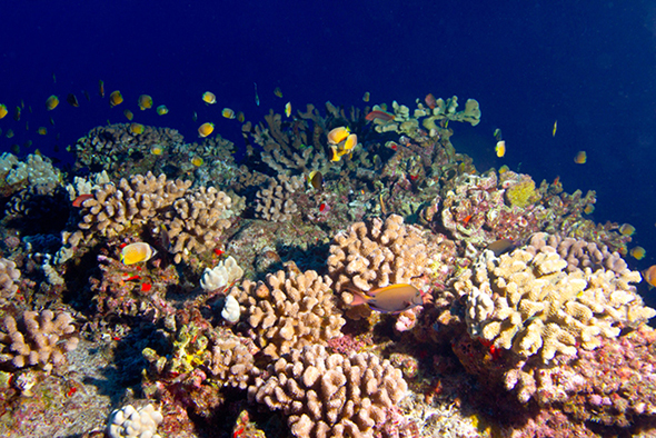 Coral Reef Awareness Week